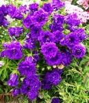 campanula_double_purple.jpg