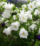 campanula_double_white.JPG