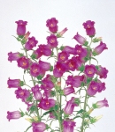 campanula_purple.jpg