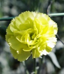 carnation spray green.JPG