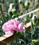 carnation spray lavender.JPG