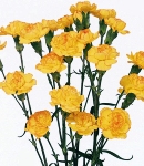 carnation spray yellow.jpg