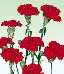 carnation_1 red.jpg