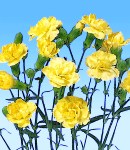 carnation_3 yellow.jpg