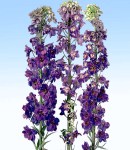 delphinium magicfonten_1 blue.jpg