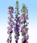 delphinium magicfonten_2 lilac.jpg