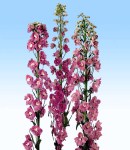 delphinium magicfonten_3 pink.jpg