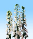 delphinium magicfonten_4 white.jpg