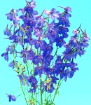 delphinium_beradonna_blue.jpg