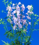 delphinium_beradonna_lilac.jpg