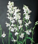 delphinium_beradonna_white.jpg