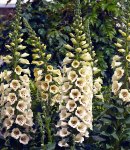 digitalis_6 cream.jpg