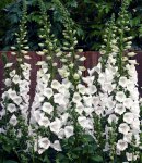 digitalis_7 white.jpg