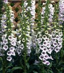 digitalis_8 lavender.jpg