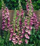 digitalis_9 rose.jpg