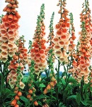 digitalis_elegant_apricot.jpg