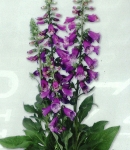 digitalis_elegant_purple.jpg