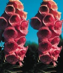 digitalis_elegant_red.jpg