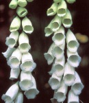 digitalis_elegant_white.jpg