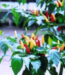 hotpepper2_130×150.JPG