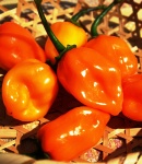 hotpepper4_130×150.JPG