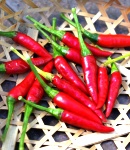 hotpepper6_130×150.JPG