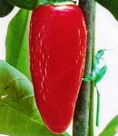 hotpepper8_130×150.JPG