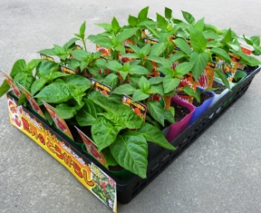 hotpepper_case_288×235.JPG