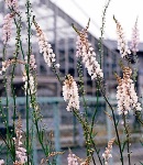 linaria_pink.jpg