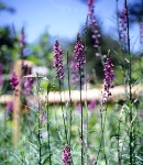 linaria_purple.jpg