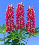 lupinus_ red.jpg