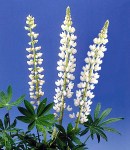 lupinus_ white.jpg