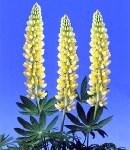 lupinus_2 yellow.jpg