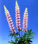 lupinus_3 pink.jpg