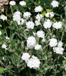 lychnis_white.jpg