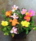 manatsu_portulaca_pot_140×160.jpg