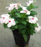 manatsu_vinca_pot_140×160jpg.jpg