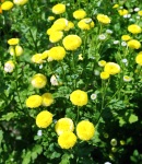 matoricaria_yellow.JPG