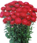 ponponaster-scarlet.jpg