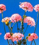 raceflower_pink.jpg