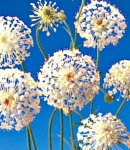 raceflower_white.jpg