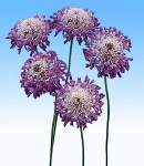 scabiosa_blue.jpg