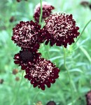 scabiosa_chocolate.jpg