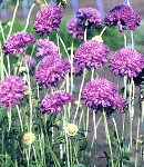 scabiosa_purple.jpg