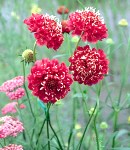 scabiosa_red.jpg