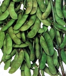 soybeans16_130×150.jpg