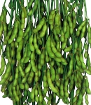 soybeans18_130×150.jpg