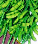 soybeans19_130×150.jpg