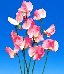 sweetpea_4 pink.jpg