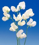 sweetpea_5 white.jpg